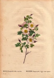 Planche botanique, Fleur, Rose Variété : Rose Pimprenelle à tiges sans épines (Rosa pimpinellifolia inermis). Dans « Les Roses », Volume 2 par Pierre Joseph Redouté (1759-1840)