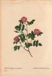 Planche botanique, Fleur, Rose Variété : L