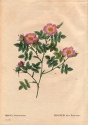 Planche botanique, Fleur, Rose Variété : Rosier buissonnant (Rosa dumetorum). De la famille des roses canines d