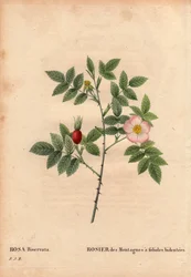 Planche botanique, fleur, rose variété : Rose des montagnes à folioles bidentées (Rosa Biserrata). Collectée par le Docteur Mérat avant 1812 au Mont Valérien près de Paris, France. Dans « Les Roses », Volume 2 par Pierre Joseph Redouté (1759-1840)