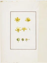 Dissection botanique : Asphodèle jaune (Asphodelus lutea), c.1778-90
