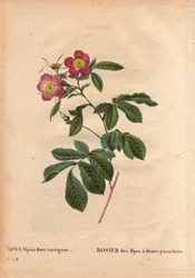 Planche botanique, fleur, rose variété : Rose des Alpes à fleurs panachées (Rosa alpina flora variegato)
