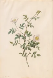 Églantier ou Rosier des chiens (Rosa Sepium Rosea)