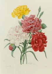 Œillets, de "Choix des Plus Belles Fleurs", vers 1833