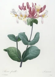 Chèvrefeuille, du Choix Des Plus Belles Fleurs et des Plus Beaux Fruits, 1827