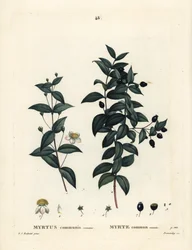 Myrte commun, Myrtus communis. Gravure en stipple colorée à la main par Demachy d