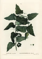 Salsepareille ou smilax de Méditerranée, Smilax aspera (Smilax excelsa). Gravure en stipple colorée à la main par Mixelle l