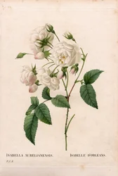 Rose Duchesse d