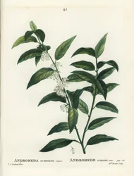 Andromède acuminée. Gravure en stipple colorée à la main par Miss Brenet d