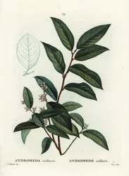 Andromède axillaire. Gravure en stipple colorée à la main par Moret d