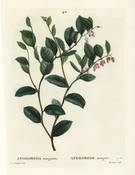 Andromède marginée. Gravure en couleur à la main par J. Marchand d