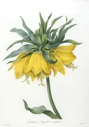 Fritillaire, Impériale variété jaune, du Choix Des Plus Belles Fleurs et des Plus Beaux Fruits, 1827