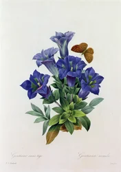 Gentiana Acaulis