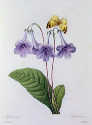 Gloxinia