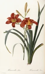 Hemerocallis Fulva - Hémérocalle fauve
