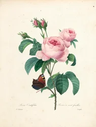 Rose à cent feuilles, gravée par Langlois, tirée de Choix des Plus Belles Fleurs et des Plus Beaux Fruits, vol. I, 1827-33