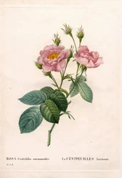 Rose Anémone à cent pétales, Rosa centifolia variété, La Centfeuilles Anémone. Gravure au pointillé colorée à la main de Pierre Joseph Redouté « Les Roses », Paris