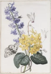 Jacinthe, cyclamen et narcisses