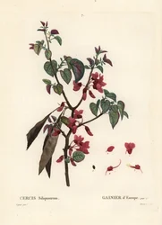 Arbre de Judée, Cercis siliquastrum. Gravure en stipple colorée à la main par Tassaert d