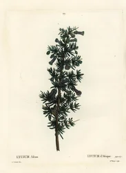 Épine de miel Kraal, Lycium afrum. Gravure en couleur par Miss Brenet d