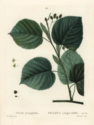 Tilleul à grandes feuilles, Tilia platyphyllos. Gravure en manière de crayon par Du Ruisseau d
