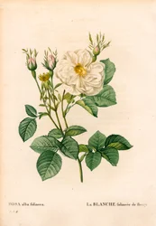 Rose blanche feuillue de Fleury, Rosa alba variété, la blanche feuillue de Fleury. Gravure en taille-douce coloriée à la main de Pierre Joseph Redouté « Les Roses », Paris