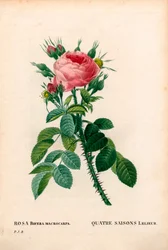Rose des Quatre Saisons de Lelieur, La Quatre Saisons Lelieur, Rosa damascena var. bifera. Gravure en taille-douce coloriée à la main de Pierre Joseph Redouté « Les Roses », Paris