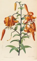 Les liliacées