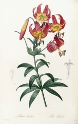 Lilium Superbum, 1805-1816