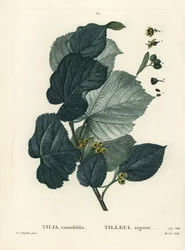 Tilleul, Tilia rotundifolia. Gravure en stipple colorée à la main par Moret d