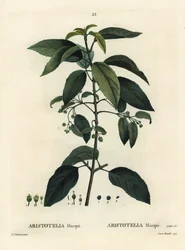 Maqui ou baie de vin chilienne, Aristotelia chilensis (Aristotelia macqui). Gravure en stipple colorée à la main par Aimée d