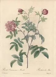 Rose de mai ou rose cannelle - Eau-forte de Chapuy, d