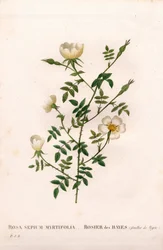 Rose des haies à feuilles de myrte, Rosa aggrestis variété, Rose des haies à feuilles de myrte. Gravure en taille-douce coloriée à la main de Pierre Joseph Redouté « Les Roses », Paris