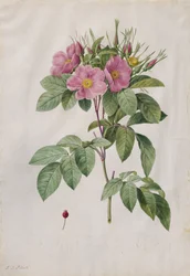 Rose des pâturages (Rosa Carolina Corymbosa)