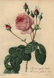 Rose laitue rose Bullata, Rosa centifolia