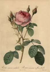 Rose mousseuse rose, Rosa centifolia f. muscosa