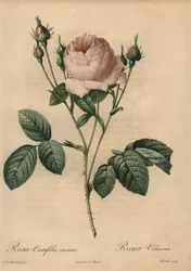 Rose rose, Rosa centifolia carnea