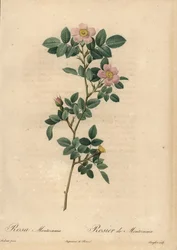 Rose rose, Rosa montezuma