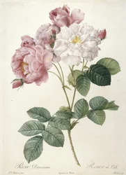 Rosa Damascena, Rosier de Cels, du Les Roses, 1817-24
