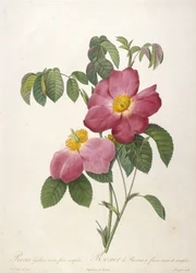 Rosa gallica rosea flore simplici, rosier de Provins à fleurs roses et simples, de La Couronne des Roses, 1817-24