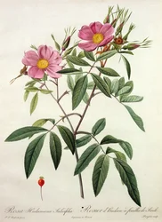 Rosa Hudsoniana Salicifolia, gravé par Langlois, publié par Remond