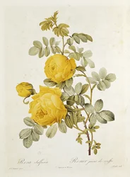 Rosa Sulfurea (Rose Jaune) de 