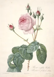 Rosa centifolia Bullata, Rosier à feuilles de laitue, de Les Roses, 1817-24