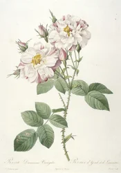 Rosa damascene variegata, Rosier d
