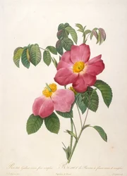 Rosier de Provinsi, de La Couronne de roses, 1817-1824