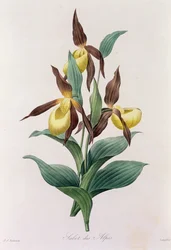 Sabot des Alpes