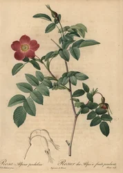 Rose alpine écarlate, Rosa pendulina
