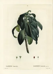 Daphne laureola. Gravure en stipple colorée à la main par Tassaert d