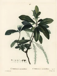Cyrille des marais, Cyrilla racemiflora. Gravure en couleur par De Gouy d
