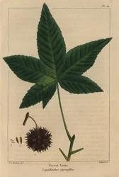 Arbre à gomme douce, Liquidambar styraciflua